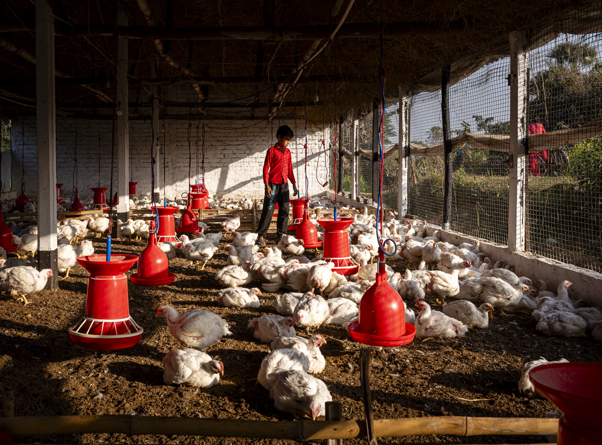 India Chicken Farm